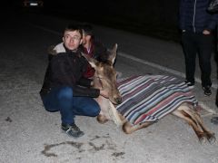 Bolu’da yaralı halde bulunan geyik tedavi altına alındı
