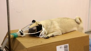 Bolu’da hastalanan köpek Ankara’ya sevk edildi