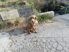 Bolu’da, gözleri görmediği için su kuyusuna düşen köpeği itfaiye kurtardı